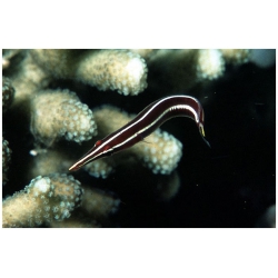 Ежовая уточка (Diademichthys lineatus)